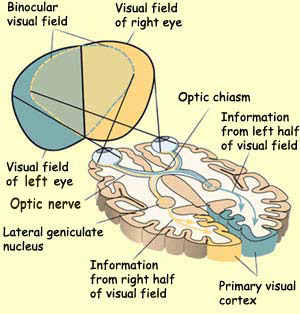 THE EYE - Physiology Notes