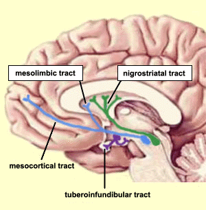 Reward Circuitry