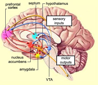 pleasure centers brain