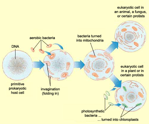 origin of mitochondria