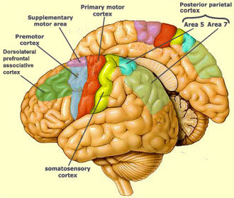 Brain Motor Cortex