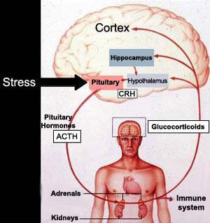 acth and cortisol