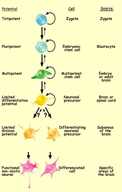 Specialized Cells