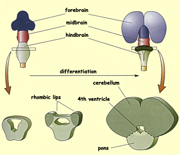 cerebellum development