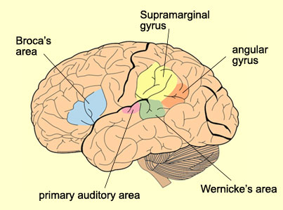 gyrus vs sulcus