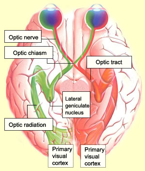 Eye Nerves