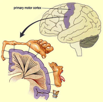 Brain Motor Cortex