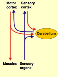 Human Motor Control