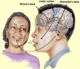 Auditory Cortex Location