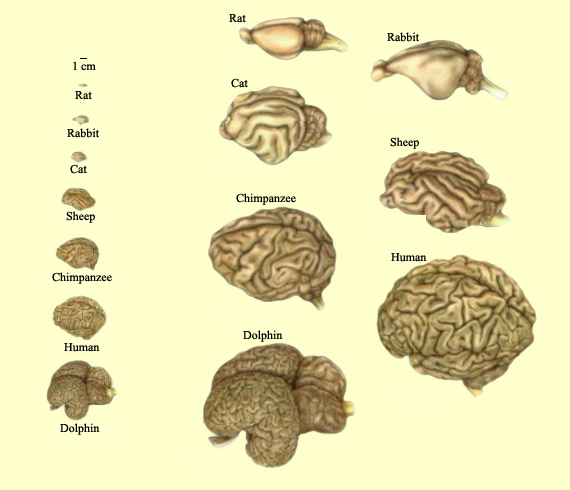 Mammal Brain