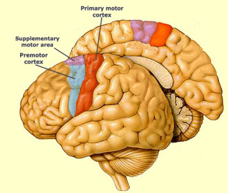 precentral gyrus front