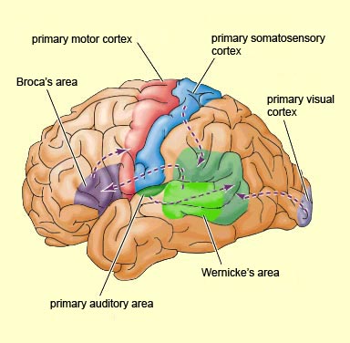 structures of brain. rain to classify and