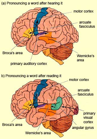 perisylvian area