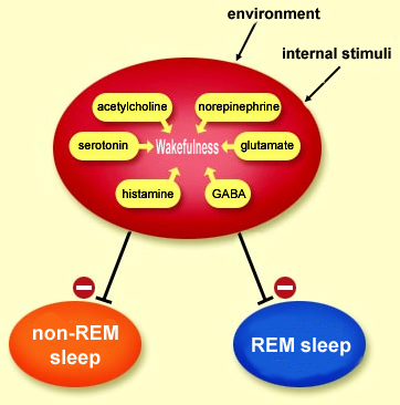 Brain Sleep