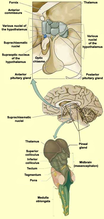 Pineal Gland Reptiles