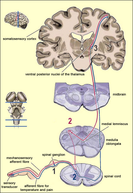 spinothalamic tract diagram