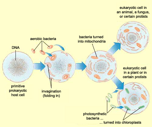 The Brain From Top To Bottom