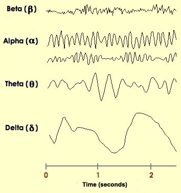 Sleep Stages And Brain Waves