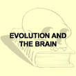 Evolution and the brain