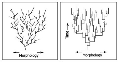 punctuated equilibrium examples