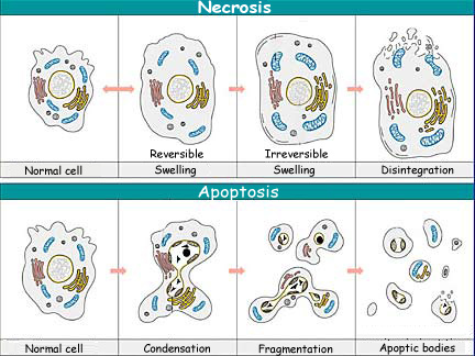 activation programmed cell death