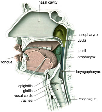 Primitivo Indirecto Correspondiente a Tool Module: The Human Vocal Apparatus