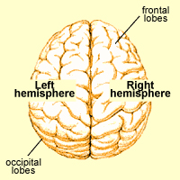 brain top view left right