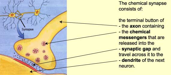 axon vs dendrite image