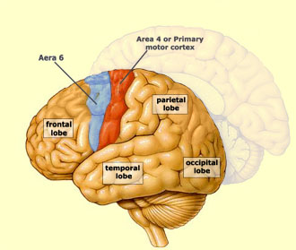 sensory and motor cortex