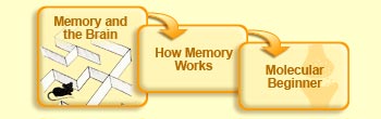 Memory and the brain