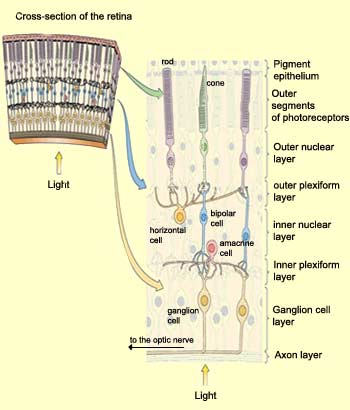 layers of the retina