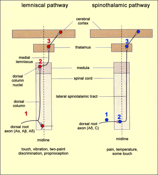 Spinal Nerve Pathways Chart