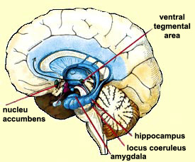 reward part of the brain ventral tegmental area