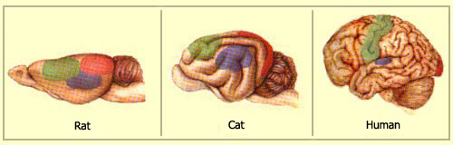 Vs brain brain reptilian mammalian Why Is