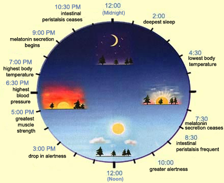 Human Biological Clock Chart
