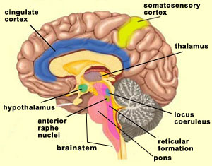 parts of the brain reticular formation